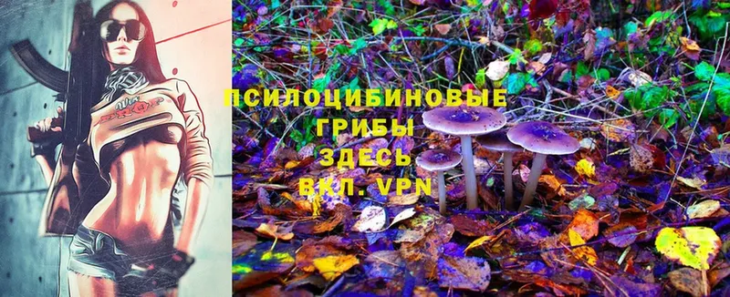 сколько стоит  Скопин  Псилоцибиновые грибы MAGIC MUSHROOMS 